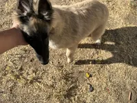 Silver boy , a male Belgian Tervuren for sale in Cherry Valley, CA – 10 of 10