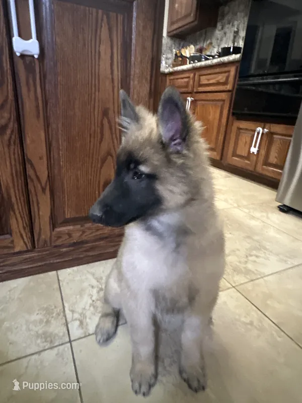 Silver boy  – Belgian Tervuren puppy for sale in Cherry Valley, CA