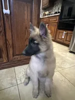 Silver boy , a male Belgian Tervuren for sale in Cherry Valley, CA – 1 of 7