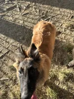 Red boy , a male Belgian Tervuren for sale in Cherry Valley, CA – 3 of 3