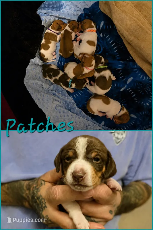 Patches – Miniature Dachshund puppy for sale in New Caney, TX