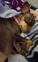 Rio, a female Chihuahua and Miniature Pinscher for sale in New Caney, TX – 2 of 4