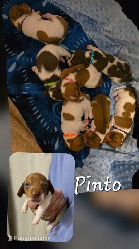 Pinto – Miniature Dachshund puppy for sale in New Caney, TX
