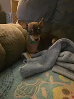 Rio, a female Chihuahua and Miniature Pinscher for sale in New Caney, TX – 4 of 4