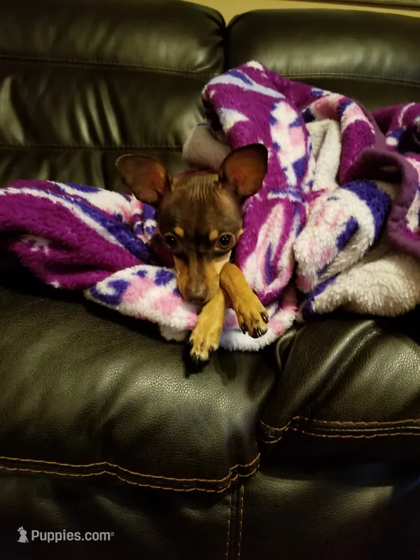 Rio – Chihuahua, Miniature Pinscher puppy for sale in New Caney, TX