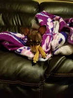 Rio, a female Chihuahua and Miniature Pinscher for sale in New Caney, TX – 1 of 4