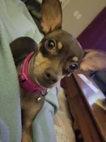 Rio, a female Chihuahua and Miniature Pinscher for sale in New Caney, TX – 3 of 4