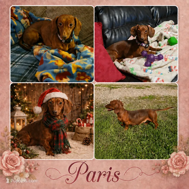 Paris Rose – Miniature Dachshund puppy for sale in New Caney, TX