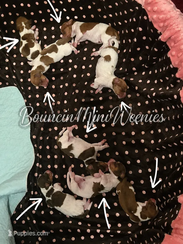 Patches – Miniature Dachshund puppy for sale in New Caney, TX