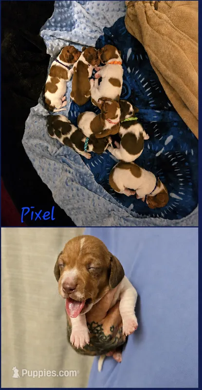Pixel – Miniature Dachshund puppy for sale in New Caney, TX