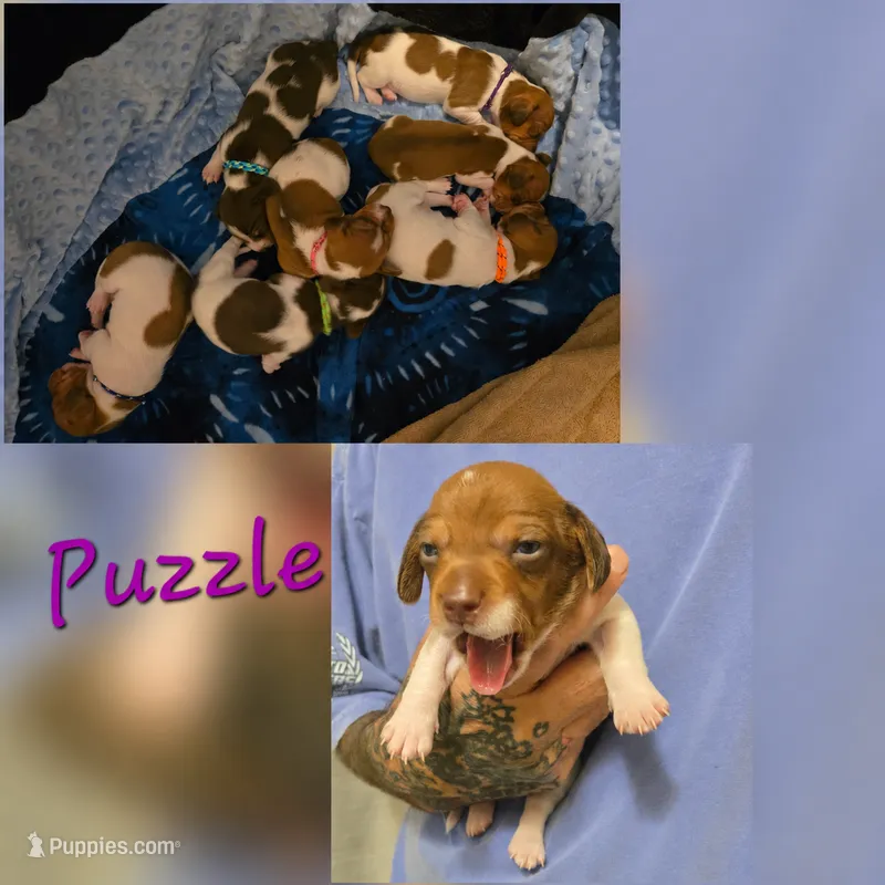 Puzzle – Miniature Dachshund puppy for sale in New Caney, TX