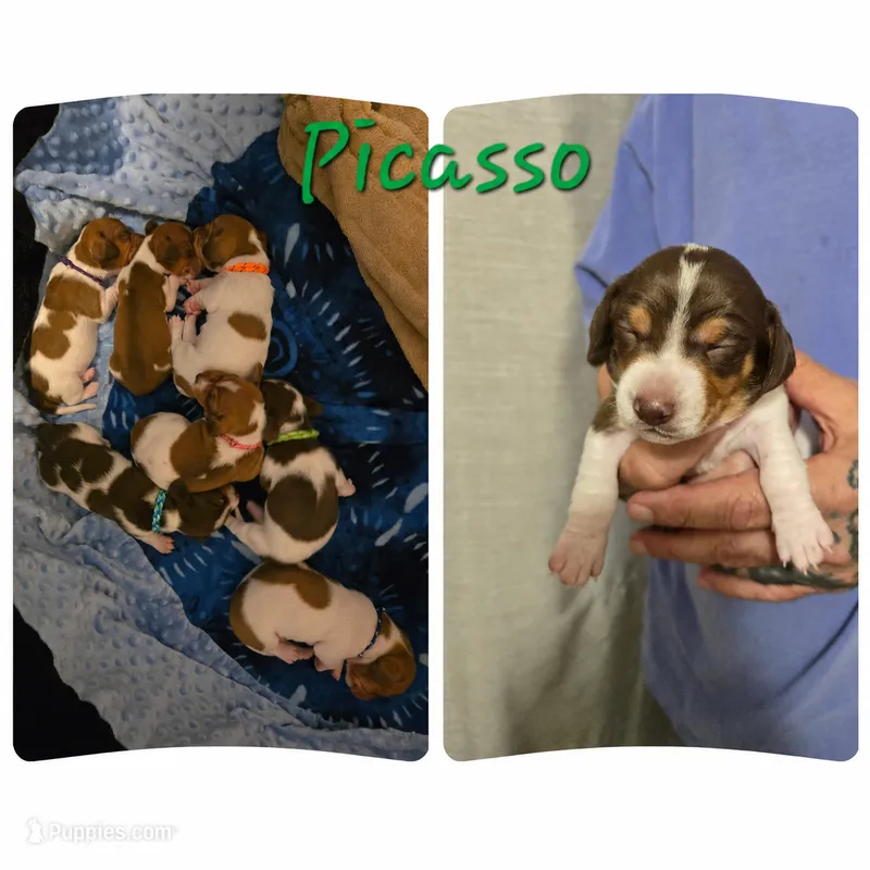 Picasso – Miniature Dachshund puppy for sale in New Caney, TX