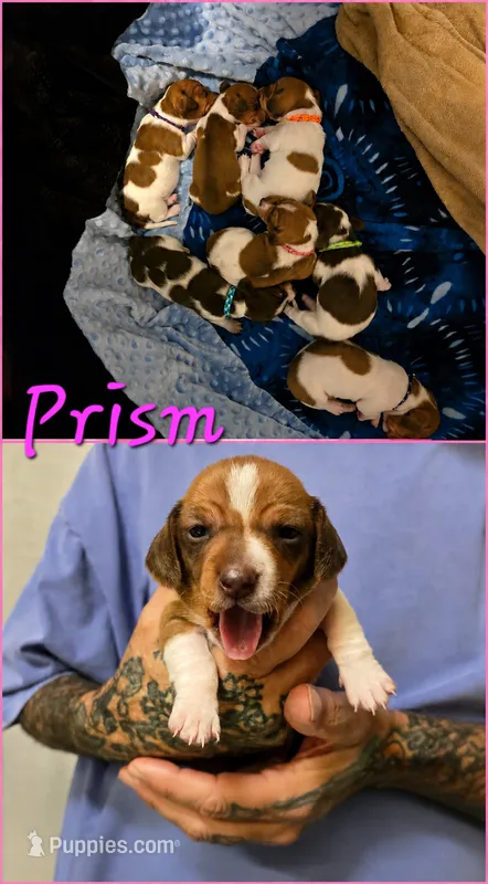 Prism – Miniature Dachshund puppy for sale in New Caney, TX
