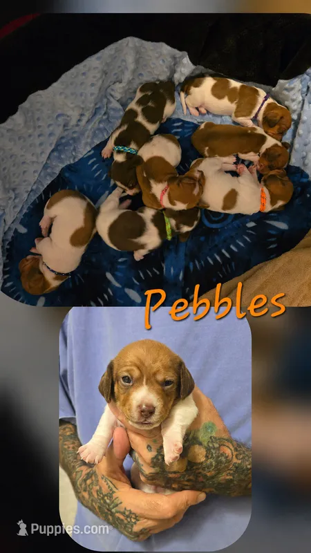 Pebbles – Miniature Dachshund puppy for sale in New Caney, TX