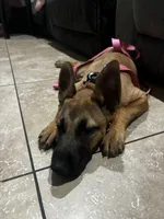 Sky, a female Belgian Malinois for sale in Highland, CA – 3 of 6