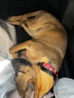 Sky, a female Belgian Malinois for sale in Highland, CA – 5 of 6