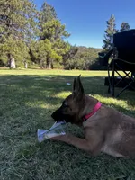 Sky, a female Belgian Malinois for sale in Highland, CA – 4 of 6