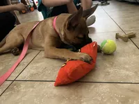 Sky, a female Belgian Malinois for sale in Highland, CA – 2 of 6
