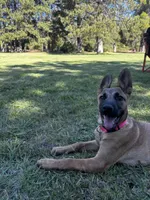Sky, a female Belgian Malinois for sale in Highland, CA – 6 of 6