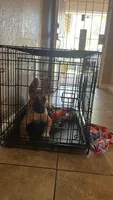 Sky, a female Belgian Malinois for sale in Highland, CA – 1 of 6