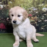 Jungle, a  Golden Retriever for sale in Adair, OK – 1 of 1