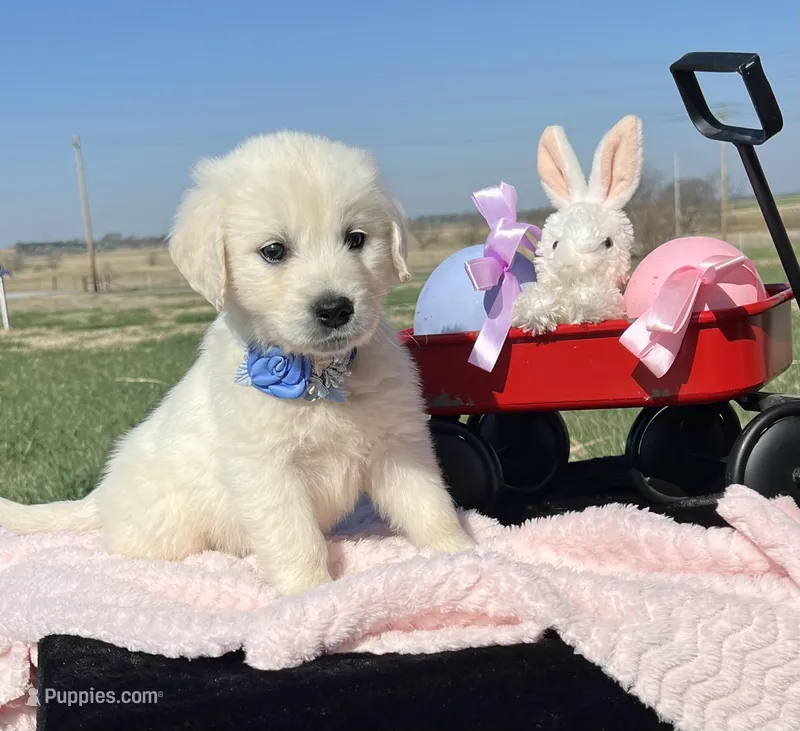 Derby, a male English Cream Golden Retriever for sale in Adair, OK – Photo 1 of 5