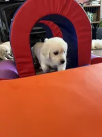 Derby, a male English Cream Golden Retriever for sale in Adair, OK – Photo 3 of 5