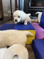 Derby, a male English Cream Golden Retriever for sale in Adair, OK – Photo 5 of 5