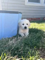 Derby, a male English Cream Golden Retriever for sale in Adair, OK – Photo 2 of 5