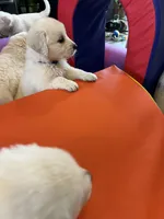 Derby, a male English Cream Golden Retriever for sale in Adair, OK – Photo 4 of 5