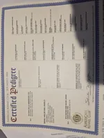 AKC Hislops Rottiez, a male Rottweiler for sale in North Muskegon, MI – Photo 5 of 7