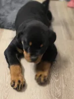 AKC Hislops Rottiez, a male Rottweiler for sale in North Muskegon, MI – Photo 6 of 7