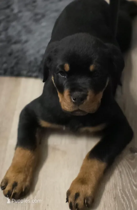 AKC Hislops Rottiez – Rottweiler puppy for sale in North Muskegon, MI
