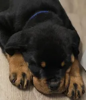 AKC Hislops Rottiez, a male Rottweiler for sale in North Muskegon, MI – Photo 3 of 7