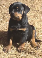 AKC Hislops Rottiez, a male Rottweiler for sale in North Muskegon, MI – Photo 2 of 7