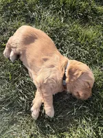 Cedar, a male Goldendoodle for sale in Prescott Valley, AZ – Photo 3 of 3