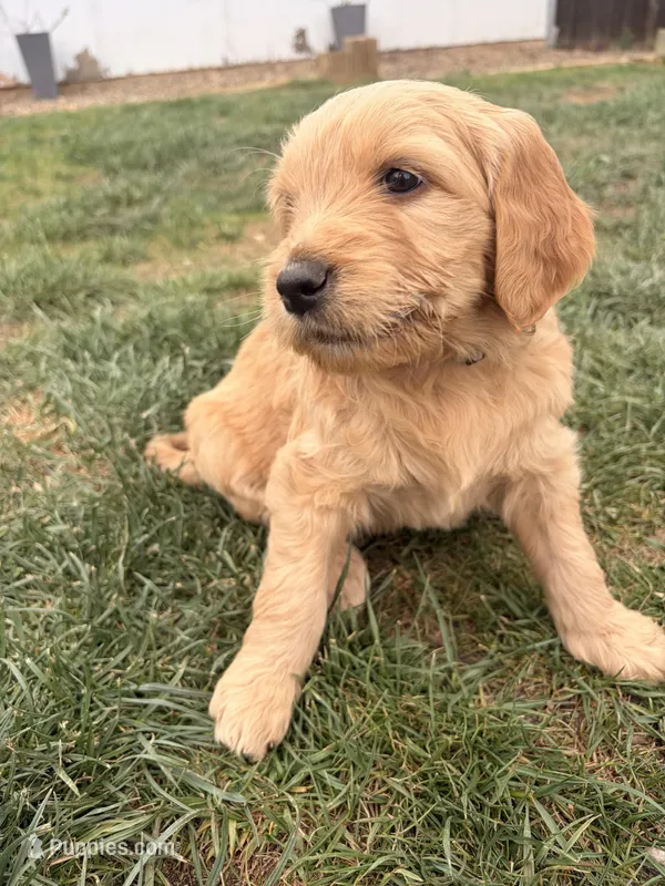 Cedar – Goldendoodle puppy on hold in Prescott Valley, AZ