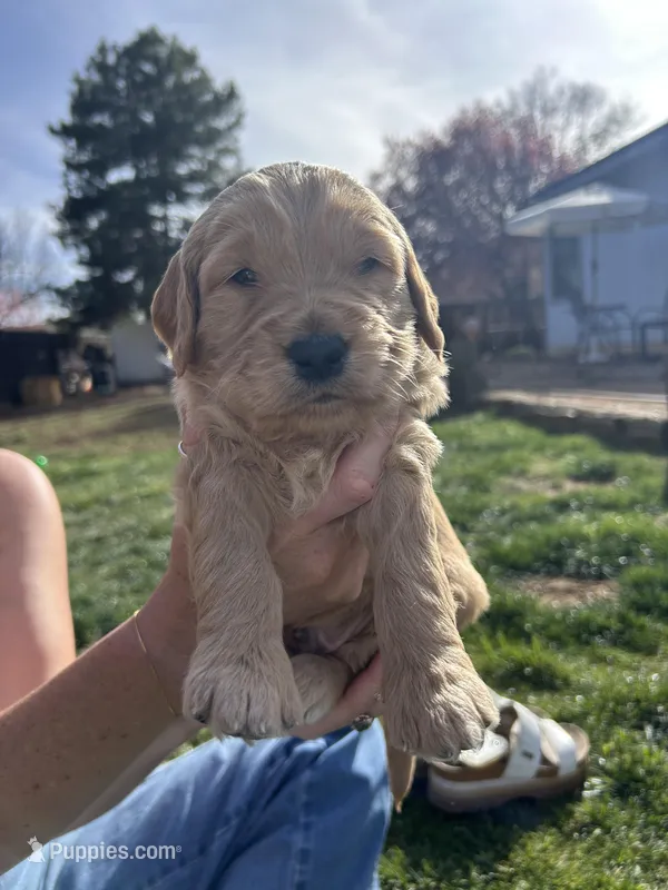 Cedar – Goldendoodle puppy for sale in Prescott Valley, AZ