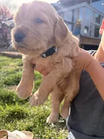 Cedar, a male Goldendoodle for sale in Prescott Valley, AZ – Photo 2 of 3