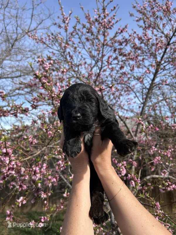 Oliver – Goldendoodle puppy for sale in Prescott Valley, AZ