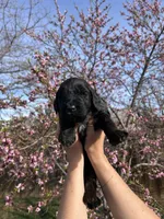 Oliver, a male Goldendoodle for sale in Prescott Valley, AZ – Photo 1 of 4