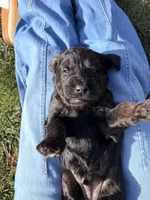 Oliver, a male Goldendoodle for sale in Prescott Valley, AZ – Photo 3 of 4