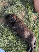 Oliver, a male Goldendoodle for sale in Prescott Valley, AZ – Photo 4 of 4