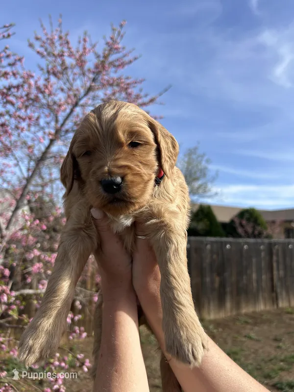 Oakley – Goldendoodle puppy for sale in Prescott Valley, AZ