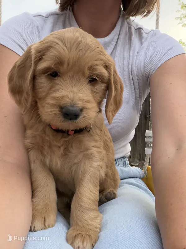 Oakley – Goldendoodle puppy for sale in Prescott Valley, AZ