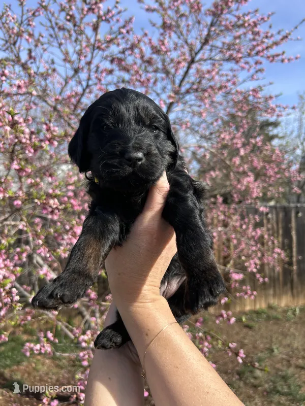 River – Goldendoodle puppy for sale in Prescott Valley, AZ