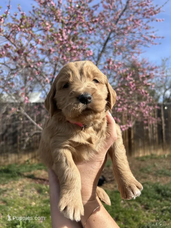Maple – Goldendoodle puppy for sale in Prescott Valley, AZ