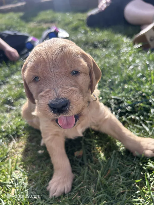 Sage – Goldendoodle puppy for sale in Prescott Valley, AZ