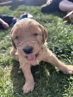Sage, a female Goldendoodle for sale in Prescott Valley, AZ – Photo 1 of 2