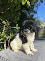 F1bb mini female #3, a female Miniature Goldendoodle for sale in Kelso, WA – Photo 2 of 3